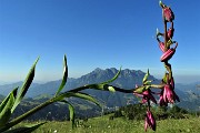 01 ...mi piego, ma poi mi raddizzo e salgo! (Giglio martagone (Lilium martagon) con vista in Alben 